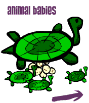 animal babies