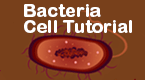 bacteria cell tutorial